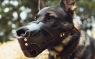 Намордник "Working Dog"