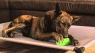 Игрушка Treat Dispensing Pickle Pocket